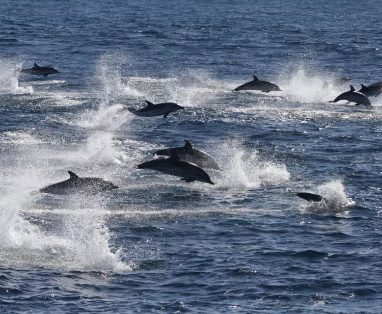 Observation Des Baleines Et Des Dauphins