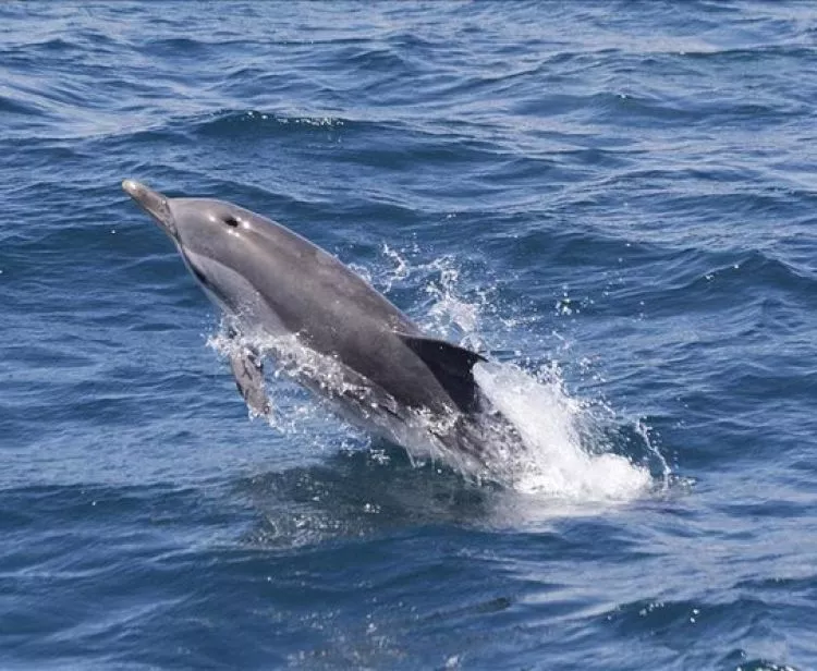 Observation Des Baleines Et Des Dauphins